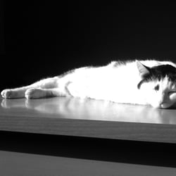 Bastet in Black and White No. 003