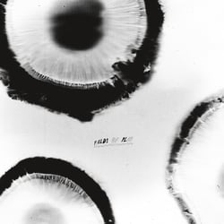 Anatta – Fields of Play