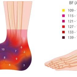 Wissenschaftliche Illustration