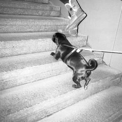 Status Mops / München / 2016