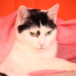 Bastet the Cat 2012 Teil 03