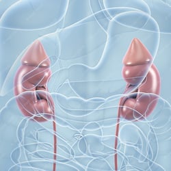 Nieren – anatomische Illustration
