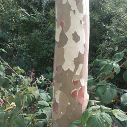 Natur 2012 Bäume