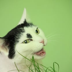 Bastet the Cat