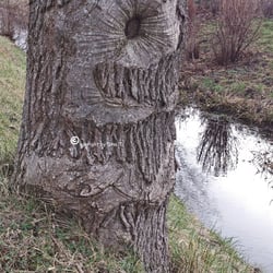 Bäume Jan. 2014