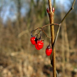 Beeren am Wegesrand