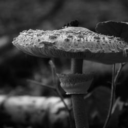 pilz welt2