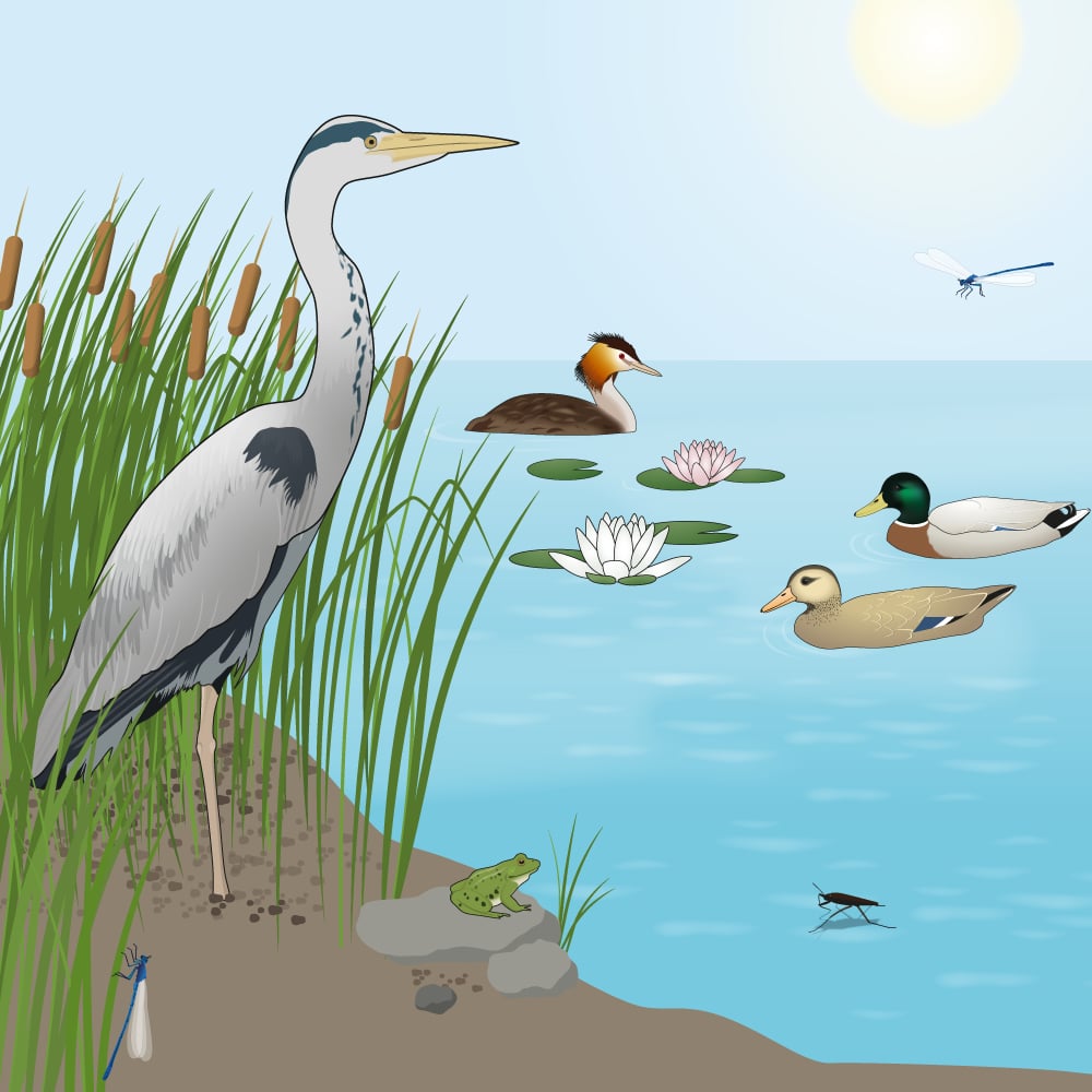 Tiere auf dem See