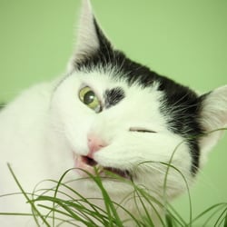Bastet the Cat