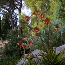 Flowers, Sicily