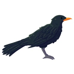 blackbird