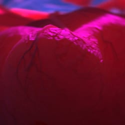 3D-Visualisierung Lunge/ Alveolen