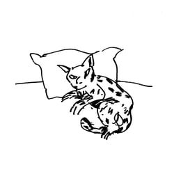 Muffige Katze