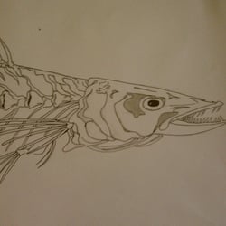 fischGroß