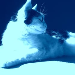 Bastet Experience 05