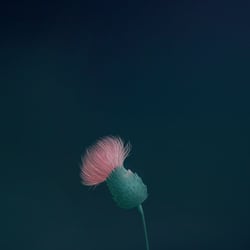 Distel