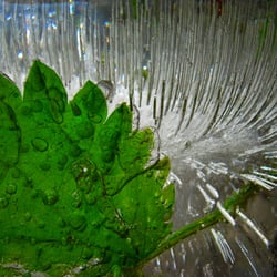 Nature 13 / Natur 13