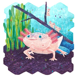 Bedrohte Tierarten – Illustration Series – Axolotl