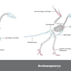Schulbuchgrafik