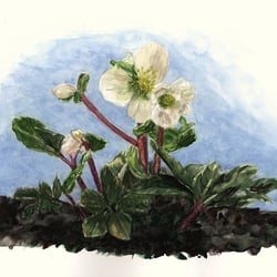 Christrose