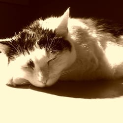 Bastet in Sepia No. 10