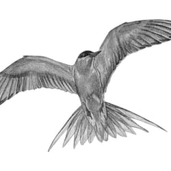 Vogel