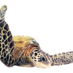 Schildkröte