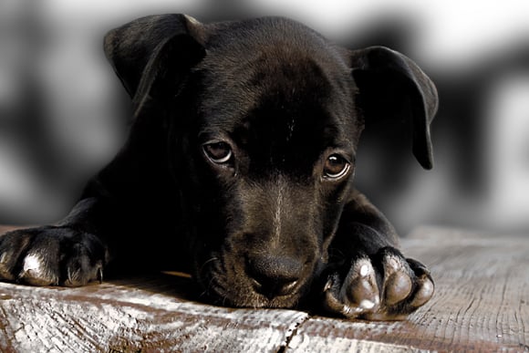 Hundeportrait