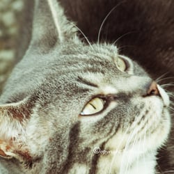 CAT Aug. 2014
