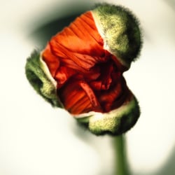 MOHN KUNST TH