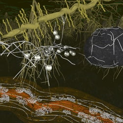 Arbuskuläre Mykorrhiza