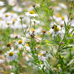 chamomile-8196438