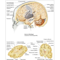 Neurologie Taschenatlas Thieme