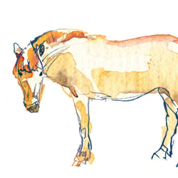 Fjord-Pferd