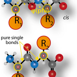 Peptide Bond Cis-Trans