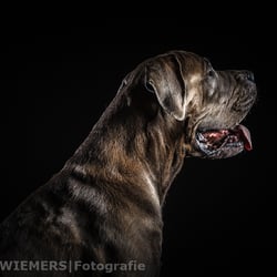 Dogge Saupacker