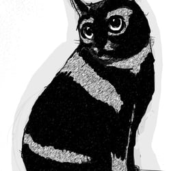 Katze