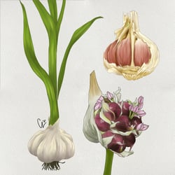 Kräuterkunde: Knoblauch