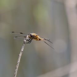 Libelle 02 Ulrich Dehler