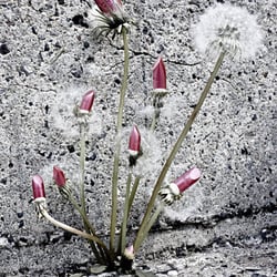 bild212