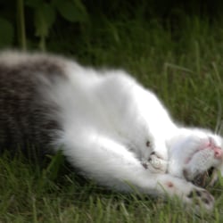 Cat 2014 Foto Übungen