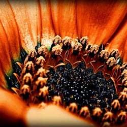 african daisy sm