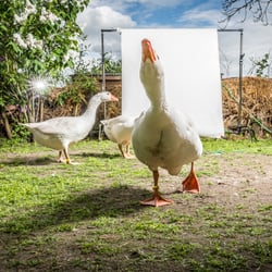 Diepholzer Gans