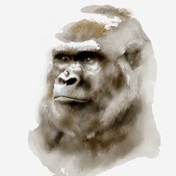 suzana-mujakovic-gorilla-watercolour-illustration