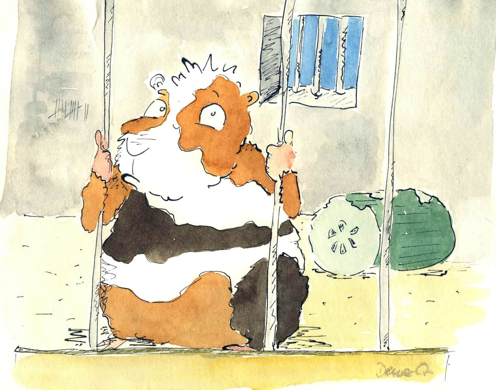 Meerschweinchen