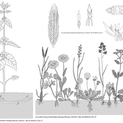 Ernst Klett Verlag, Arbeitsblätter Biologie Pflanzen