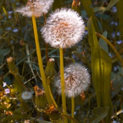 Pusteblumen