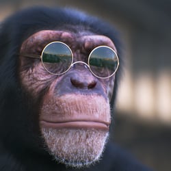 Cool Chimp