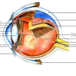 Das Auge