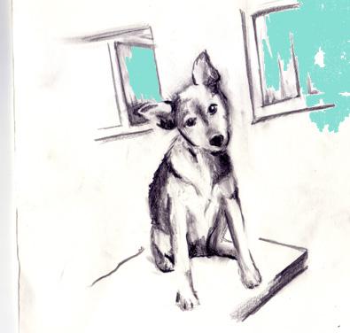 Asta, der Hund den ich nie kannte